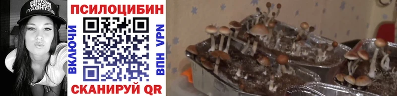 Купить закладки  Кяхта  Галлюциногенные грибы Magic Shrooms 